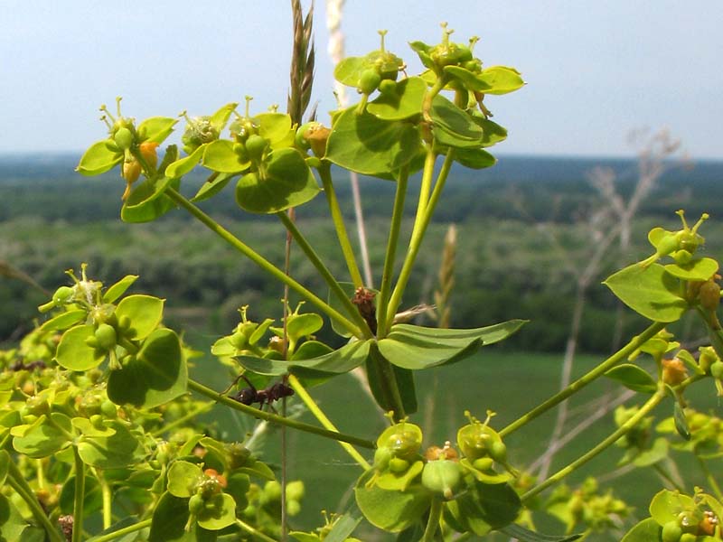 Молочай Euphorbia seguieriana