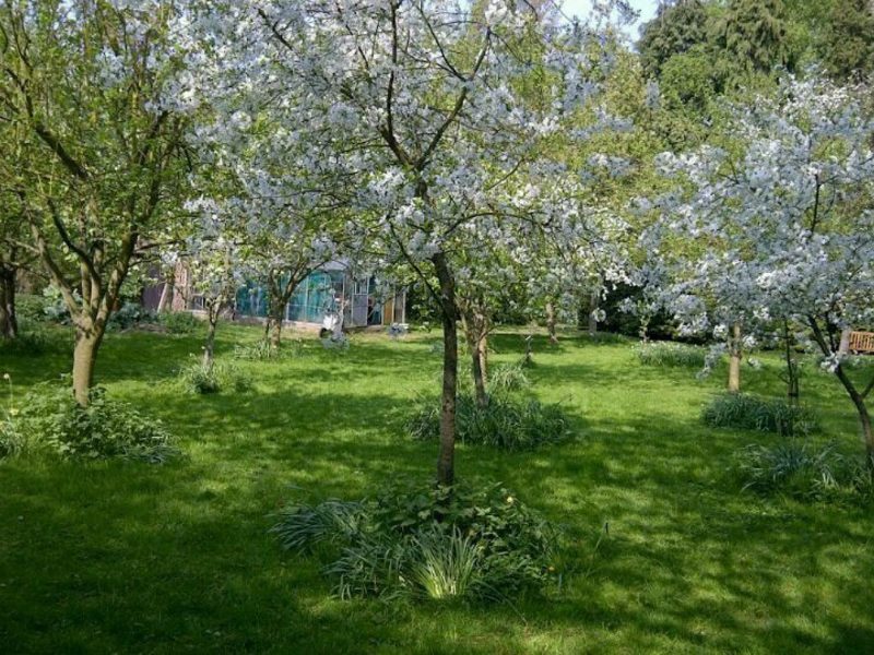 Яблоневый сад дома. Аркадия Гарден плодовый сад. Садовые деревья на даче. Яблоневый сад на участке. Сад из яблонь на участке.