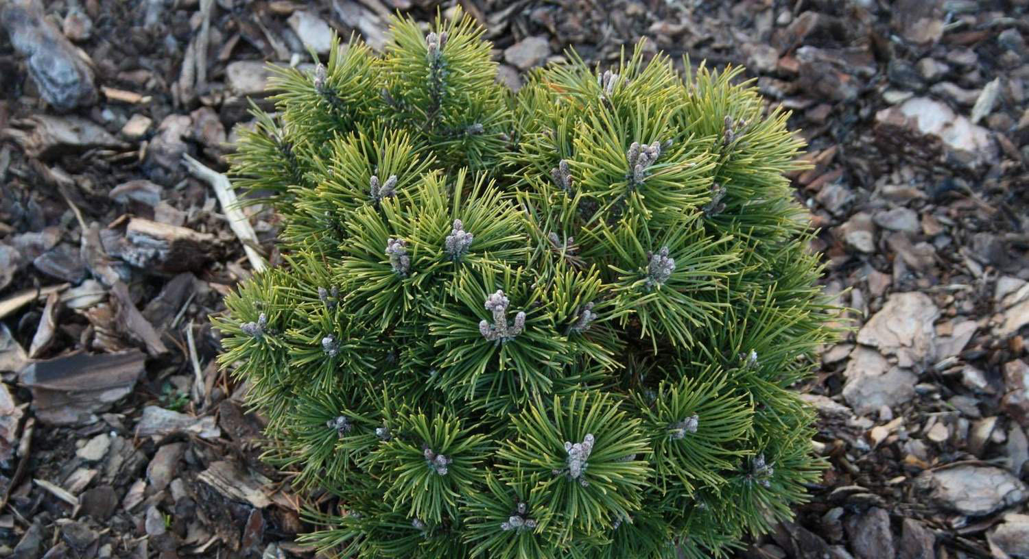 Сосна Pinus mugo Mops