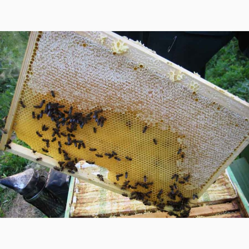 Как получить пчелиные соты. Матка Карника, Карпатка ,Бакфаст. Рамки с сотами для ульев. Соты пчел. Пчела на сотах.