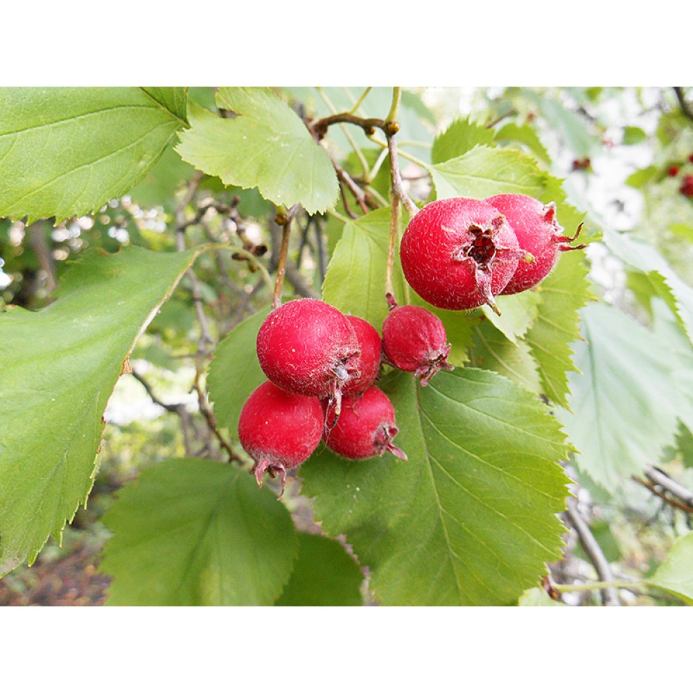 Боярышник мао мао. Боярышник Арнольда Crataegus arnoldiana. Боярышник крупноплодный «Арнольда». Боярышник обыкновенный крупноплодный. Боярышник крупноплодный куст.