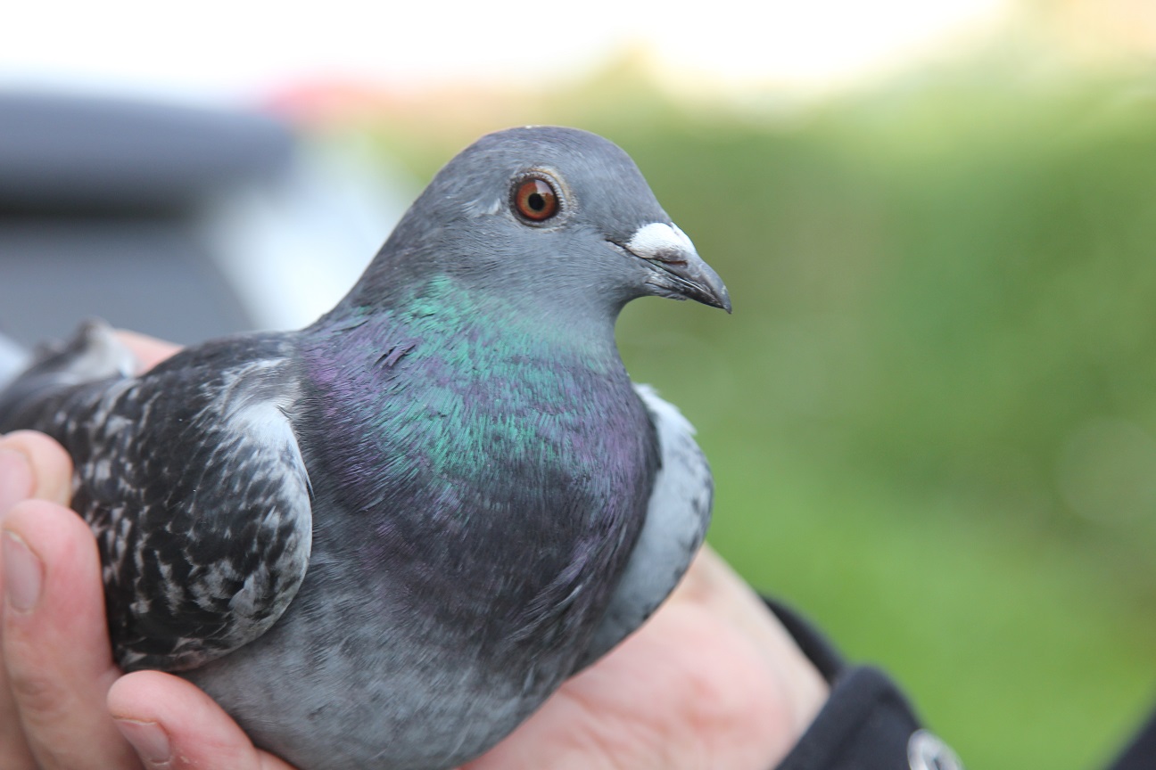 Как отличить голубя от голубки внешне признаки фото