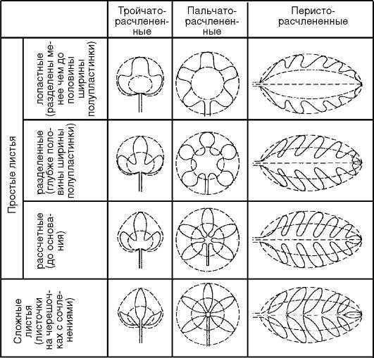 Листья простые или сложные жилкование листорасположение