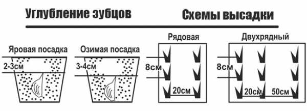 Схема посадки чеснока