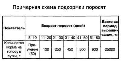 Сколько молока нужно поросенку