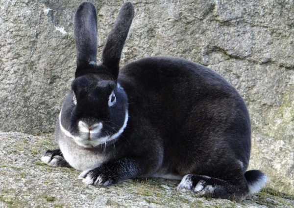 Виды декоративных кроликов с фото и названиями и описанием пород