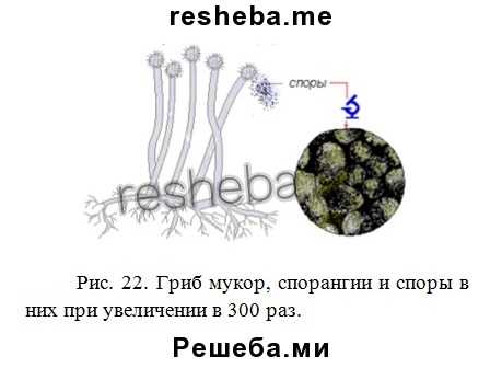 Строение мукора под микроскопом