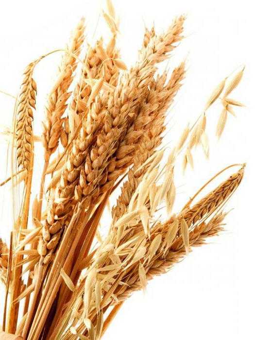 фото рожь и пшеница сравнение