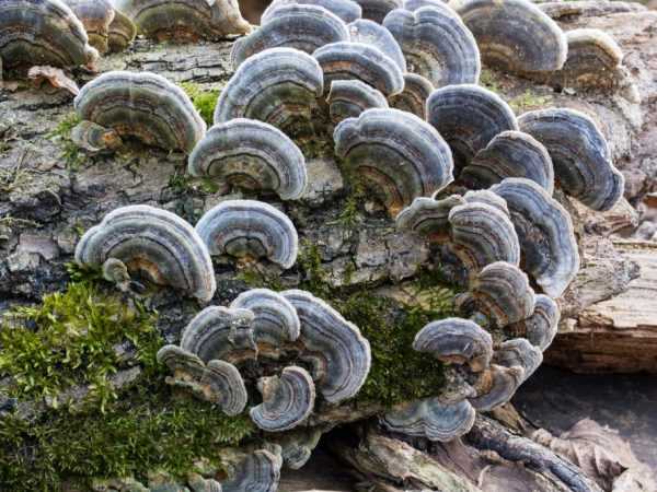Симбиоз грибов с корнями растений это