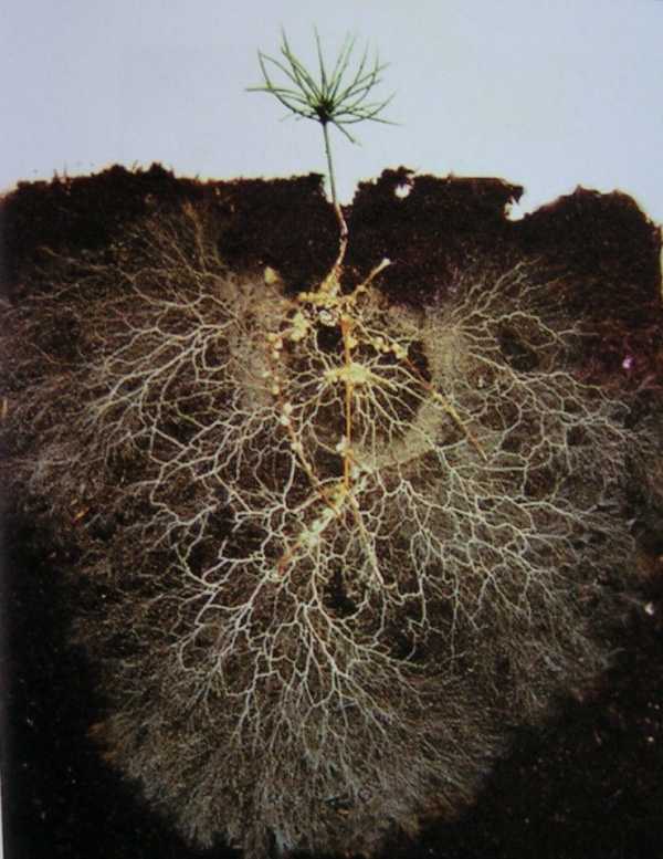 Симбиоз грибов с корнями растений это