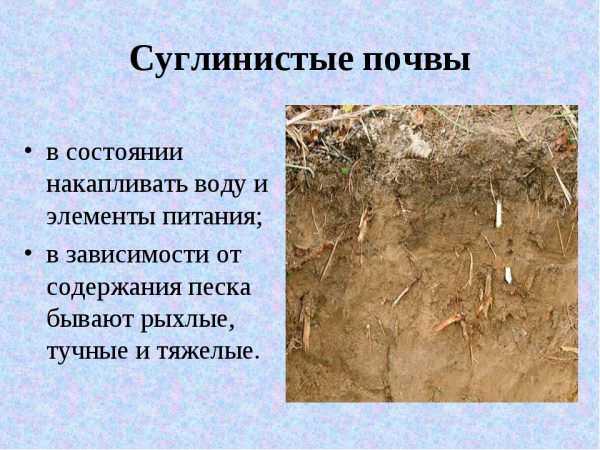 Суворовский чеснок фото и описание