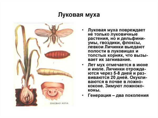 Суворовский чеснок фото и описание