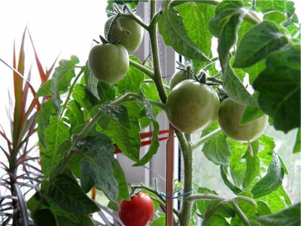 Томаты балконное чудо – описание и характеристики с фото, выращивание .