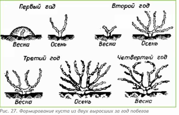 Схема веерной формировки винограда